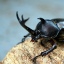 Walki chrząszczy